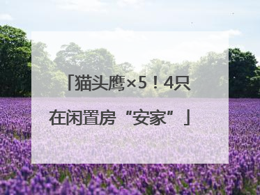猫头鹰×5！4只在闲置房“安家”